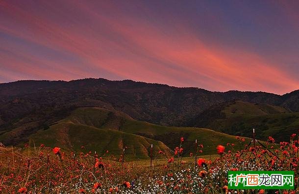 孔雀竹芋怎么施肥？种植有技巧