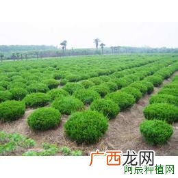 石榴病虫害怎么办?石榴病虫害的防治方法