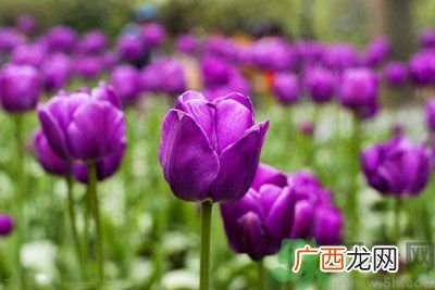 怀孕了能养花吗？养什么花对胎儿好？