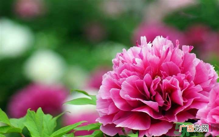 怀孕了能养花吗？养什么花对胎儿好？
