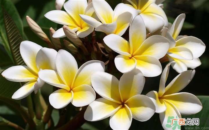怀孕了能养花吗？养什么花对胎儿好？