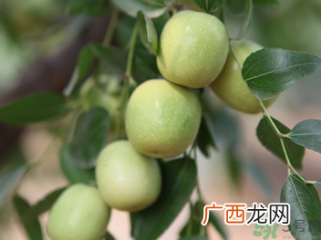 孕妇能吃青枣子吗?青枣子孕妇能吃吗?