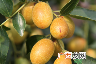 孕妇能吃青枣子吗?青枣子孕妇能吃吗?