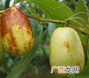 孕妇能吃青枣子吗?青枣子孕妇能吃吗?