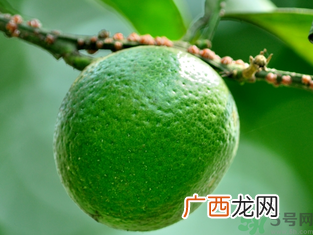 孕妇可以吃青桔子吗？青桔子孕妇可以吃吗？