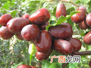 孕妇可以吃新鲜的枣子吗?孕妇吃新鲜的枣子好吗?