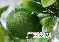 孕妇吃桔子好吗？孕妇吃桔子有什么好处？