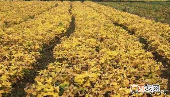 浅谈中国大豆之乡 大豆生产基地在哪里