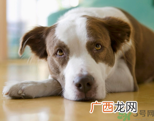 孕妇可以养狗吗？养狗对孕妇有影响吗？