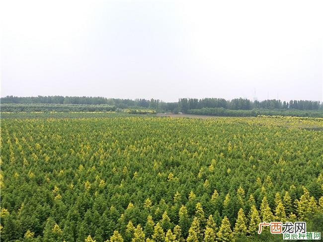 茶花为什么烂根，茶花烂根怎么办