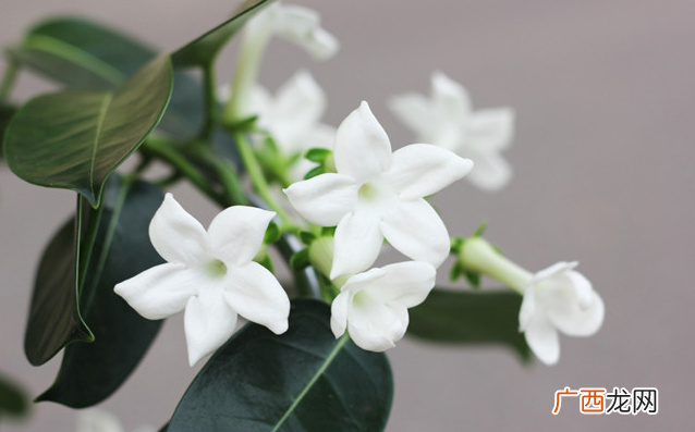 婚礼上最受欢迎的鲜花 十大婚礼鲜花大全