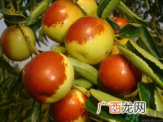新鲜大枣孕妇可以吃吗？孕妇可以吃新鲜大枣吗