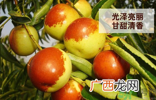 新鲜大枣孕妇可以吃吗？孕妇可以吃新鲜大枣吗