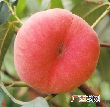 蟠桃孕妇可以吃吗?蟠桃和水蜜桃的区别