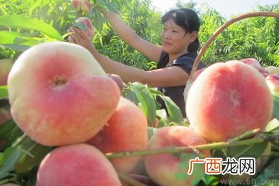 蟠桃孕妇可以吃吗?蟠桃和水蜜桃的区别