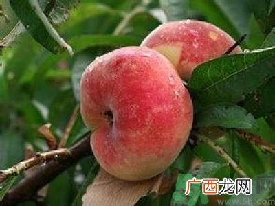 蟠桃孕妇可以吃吗?蟠桃和水蜜桃的区别