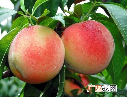 蟠桃孕妇可以吃吗?蟠桃和水蜜桃的区别
