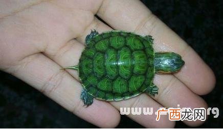 龟友之家论坛官网 龟鳖技术网