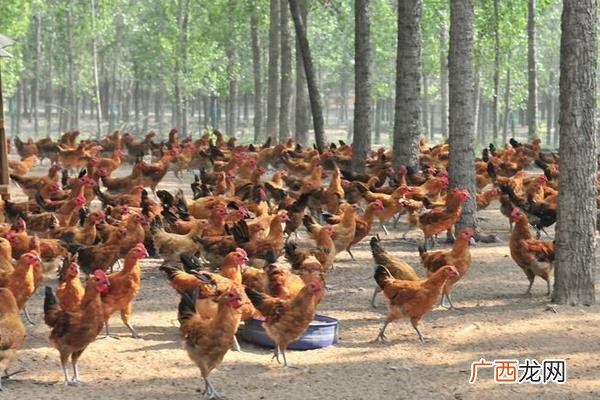 育虫养鸡方法 种草喂虫养鸡新技术