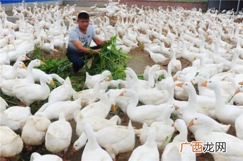 育虫养鸡方法 种草喂虫养鸡新技术
