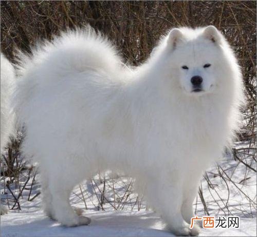 宠物狗怎么训练 宠物狗养殖技术培训