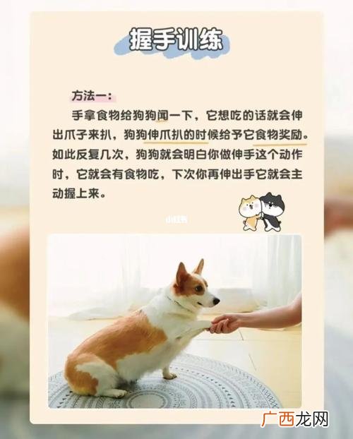 宠物狗怎么训练 宠物狗养殖技术培训
