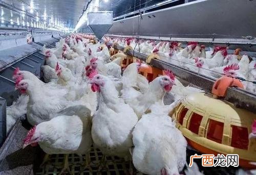 稻谷养鸡划算吗 稻壳养鸡技术