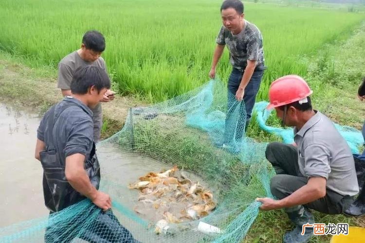 为什么很少人稻田养鱼 稻田养鱼技术致富经