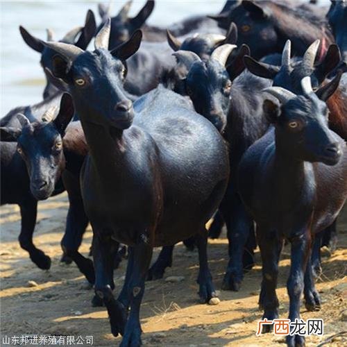 黑山羊养殖技术大全视频 黑山羊养殖技术视频农广天地