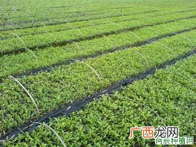 盆栽茶花如何施肥？盆栽茶花的施肥技术