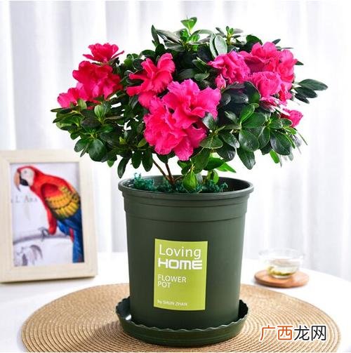 家庭盆栽花卉大全 盆栽花卉苗木图片大全