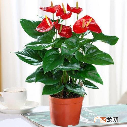 家庭盆栽花卉大全 盆栽花卉苗木图片大全