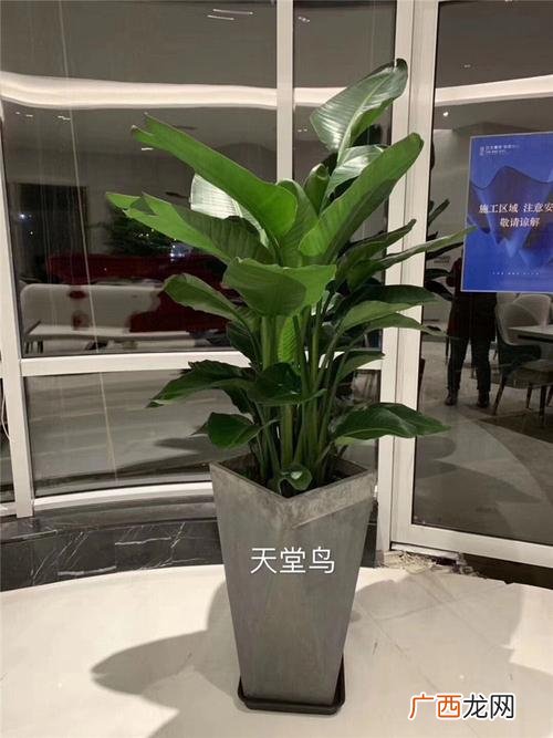 成都办公室绿化植物租赁 办公室绿植 花卉租赁