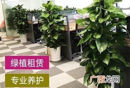 成都办公室绿化植物租赁 办公室绿植 花卉租赁