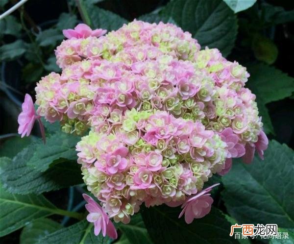 白色花卉名称大全 花卉名称和介绍