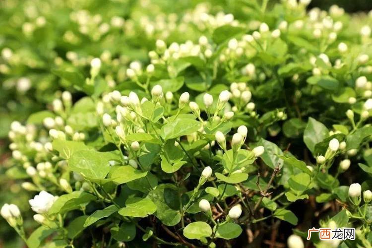 丝网花图片 网络花卉图片