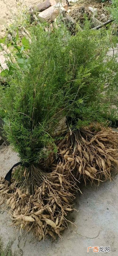 耐晒垂吊植物 农村常见垂吊花卉