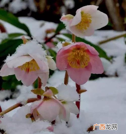花卉大全 冬季各类花卉