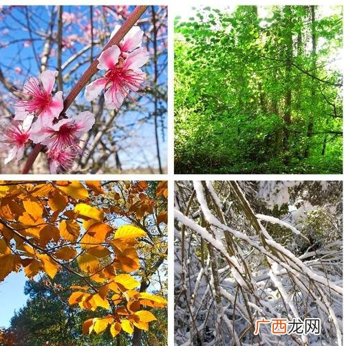 花卉大全 冬季各类花卉