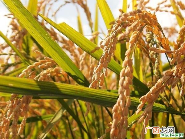 红薯后期高产应该如何管理？如何防治？