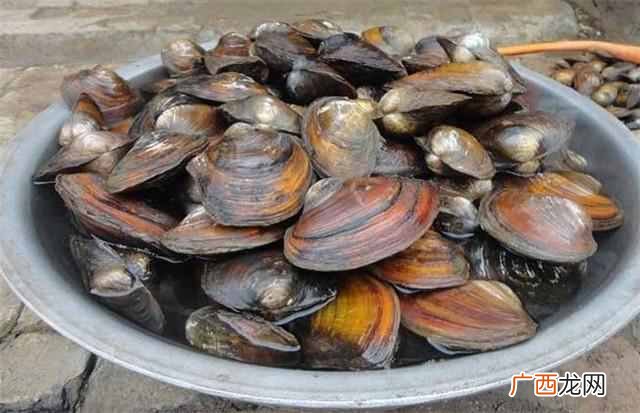 河蚌养殖方法及其投食技巧 河蚌吃什么食物怎么养