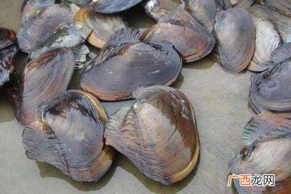 河蚌养殖方法及其投食技巧 河蚌吃什么食物怎么养