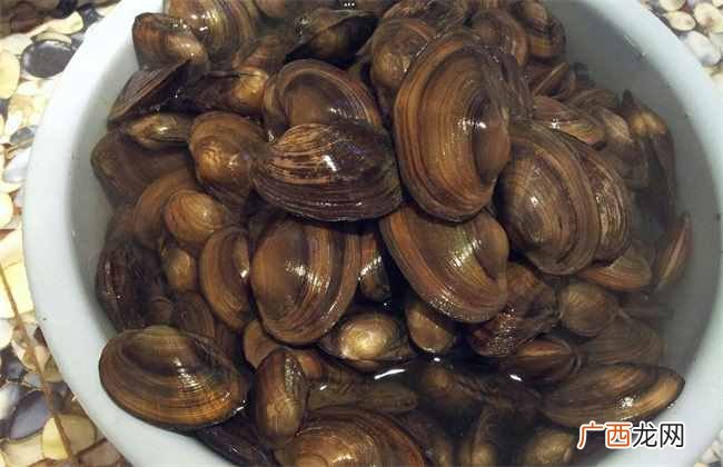 河蚌养殖方法及其投食技巧 河蚌吃什么食物怎么养