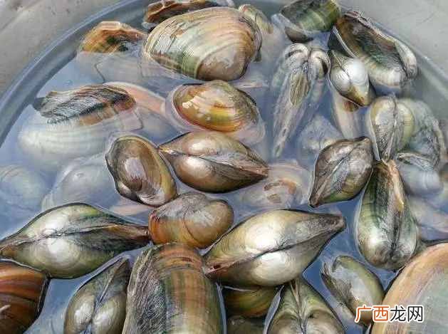 河蚌养殖方法及其投食技巧 河蚌吃什么食物怎么养