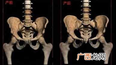 一文解读耻骨部位 耻骨是哪个部位图解