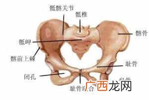 一文解读耻骨部位 耻骨是哪个部位图解
