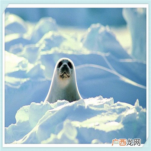 avis和hertz哪个好 sixt和hertz比较