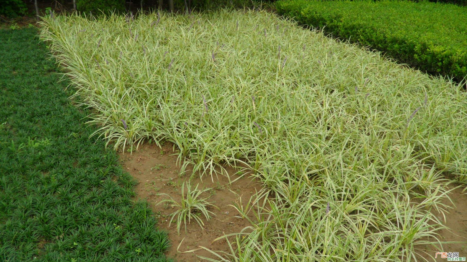 红叶石楠如何种？红叶石楠的种植技术
