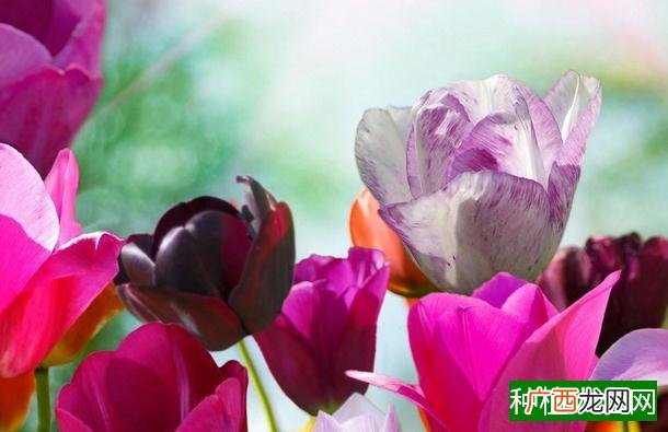 一叶兰怎么施肥