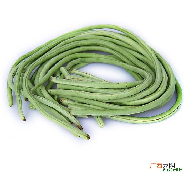 疯秧 番茄徒长的发生原因？种植我有招